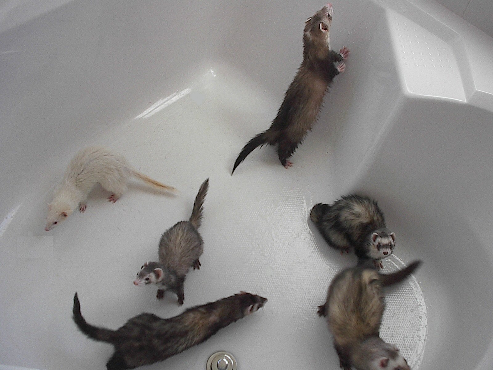 Ferret Frenzy 0-0