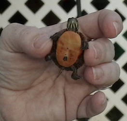 the.tiny.turtle.