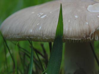 Mushroom