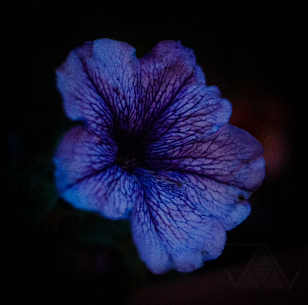 Midnight Bloom