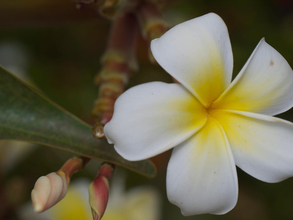 Plumeria