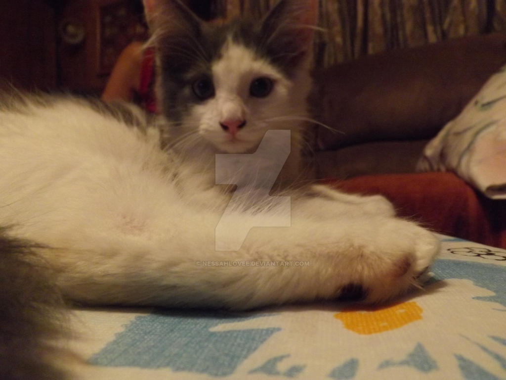 Kitten on a Table