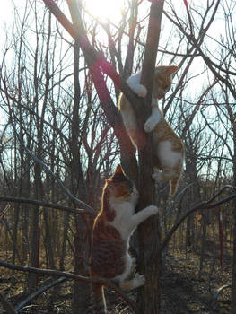 2 Cats, 1 Tree