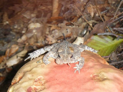 Toad on a Toadstool