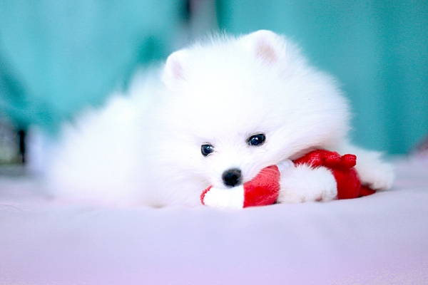 Fuji by JusDeFraise Fuji by JusDeFraise