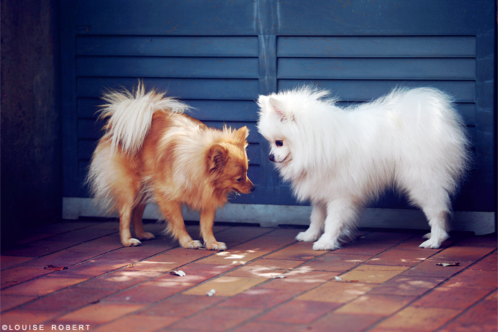 Fuji and Bella by JusDeFraise Fuji and Bella by JusDeFraise