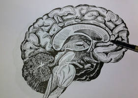 Brain - Anatomy drawing