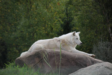 Arctic wolf