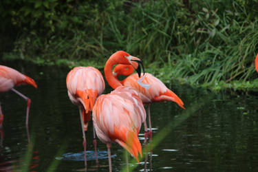 American flamingo