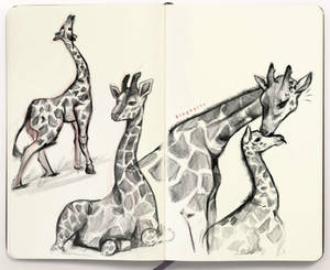 Giraffe Studies