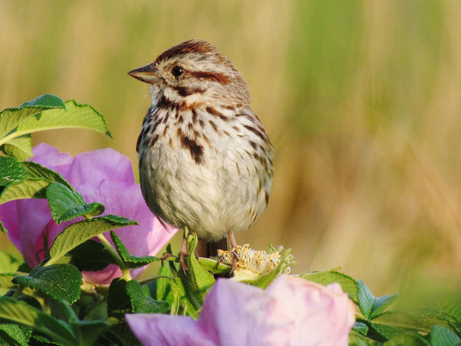 Mr. Birdy