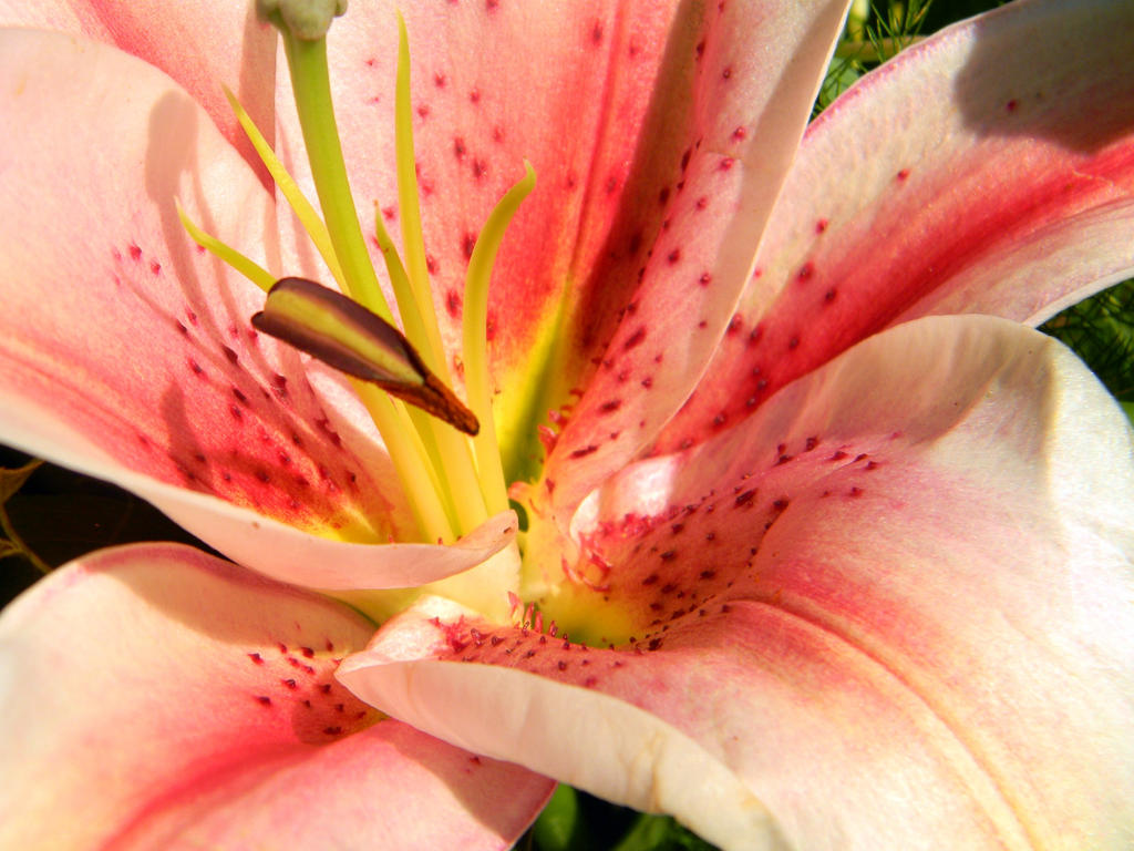 Lilly by naruto984 on DeviantArt