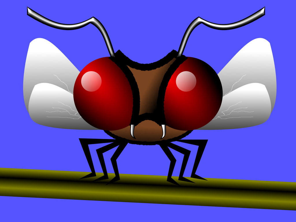 Insect Deviantart Insect Art by CLOBBERHEAD on DeviantArt