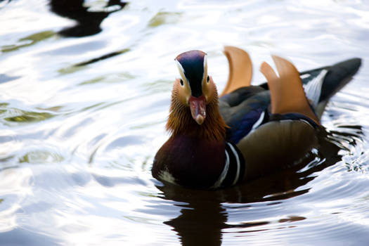 Mandarin Duck 2