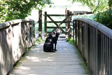 Buddy On A Bridge