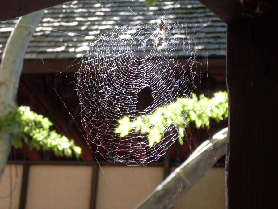 A web made to catch a dream...