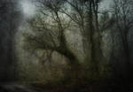 Foggy Day Landscape by PattiPix