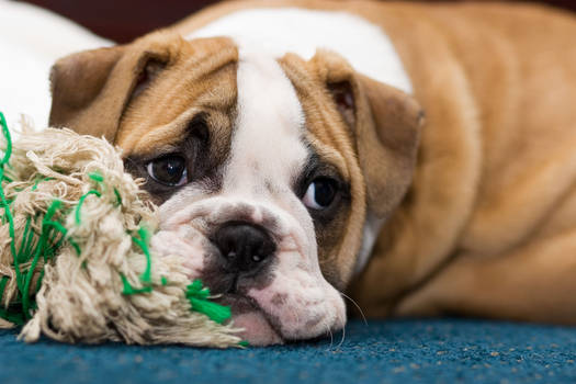 BullDog Puppy2