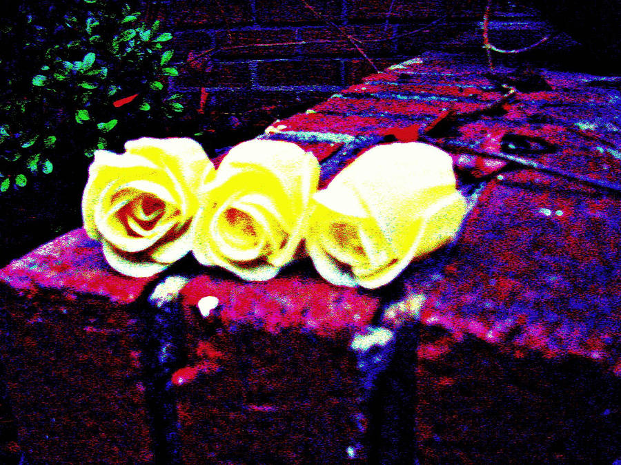 white roses 2 by angelcarmie2 on DeviantArt