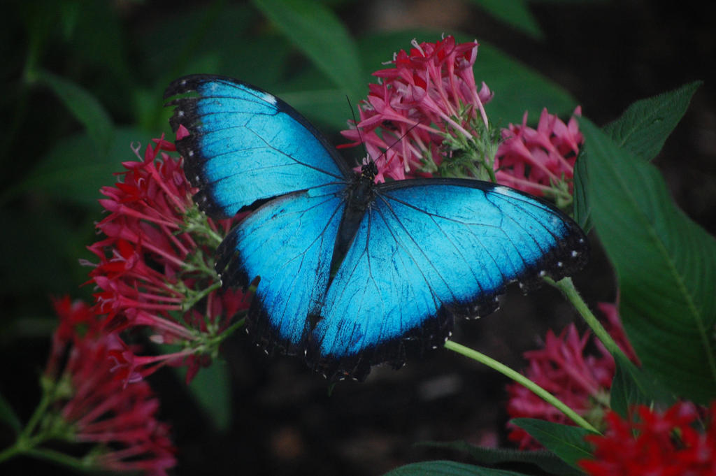 Blue Butterfly by Wandering-Soul7996