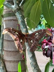Atlas Moth photo by Iliketogame8D