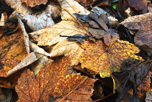 Forest Floor