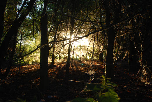 Sunset in the Forest