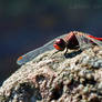 dragonfly just chillin