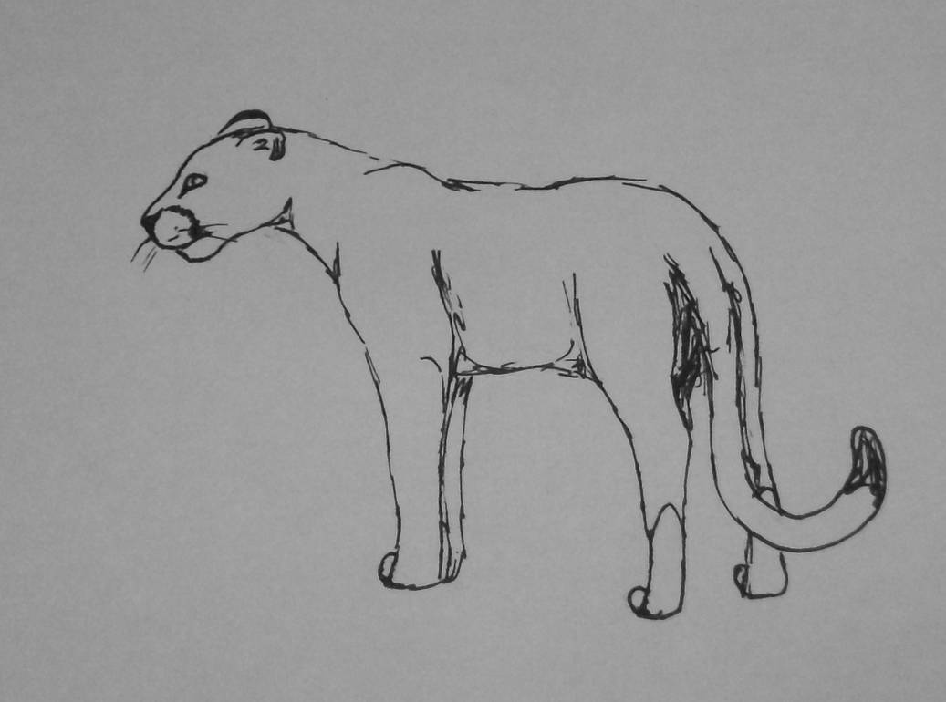 Cougar - Sketch II by CaledonCat on DeviantArt