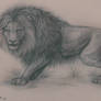 Natural lion