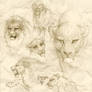 Lion sketches
