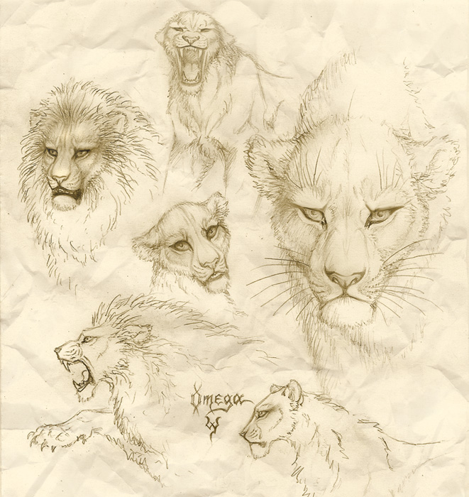 Lion sketches