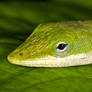 Green Anole Close-up