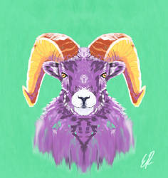 Divergent Sheep