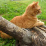 Cat Lying on Log Stock