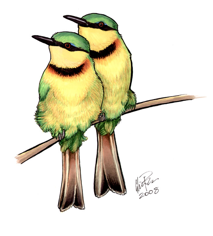 Little Bee Eaters