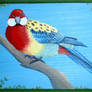 Eastern Rosella