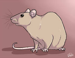 a rat