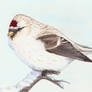 Winterbirds - Arctic Redpoll