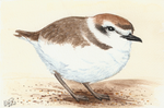 Winterbirds - Snowy Plover by twapa