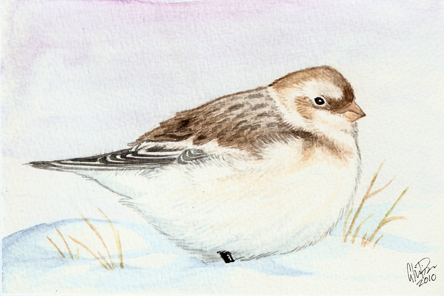 Winterbirds - Snow Bunting
