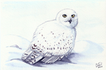 Winterbirds - Snowy Owl by twapa