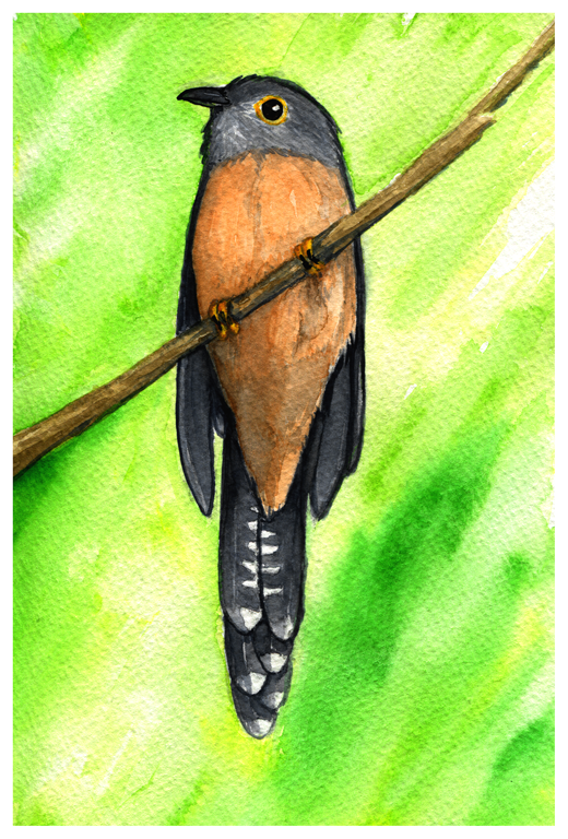 Brush Cuckoo