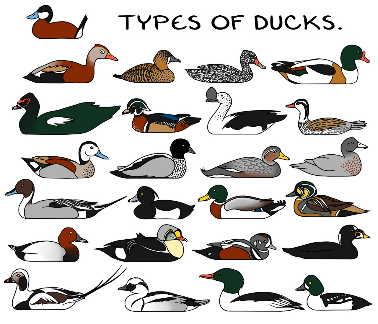 Types of Ducks. by twapa on DeviantArt