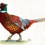 Ringneck Pheasant