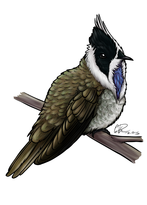 Blue-bearded Helmetcrest