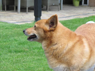 Photo of a corgi