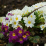 Coloured Primroses