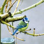 Blue tit 5