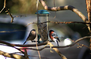 Male and Female Bullfinch 2